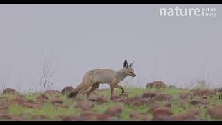 Bengal fox / Indian fox (Vulpes bengalensis) feeding on termites, Pune, Maharashtra, India.