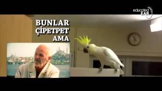 Arnavut Şevket (the Birdman) - Lezzetli Çipetpet (educatedear Remix)