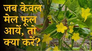 जब पौधों में केवल मेल फूल आयें, तो क्या करें? What To Do When Only Male Flowers Arrive In Plants?