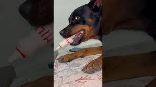 Very aggressive for his toys #cute #doglover #rottwiller #trendingmusic #viral #trnding #shorts