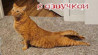 Приколы с котами! С ОЗВУЧКОЙ! Самые смешные животные! Смешные коты и собаками 2024! ТЕСТ НА ПСИХИКУ!