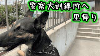 【ジャーマンシェパード】警察犬訓練所へ里帰り・パート１【German Shepherd Dog】A dog visits the place where she was born. PART 1/3