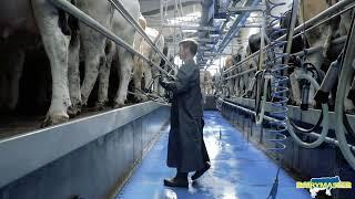 4 years later ️  Dairymaster Swiftflo Swing 16 units milking parlour