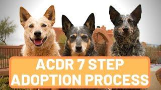 Find Your Furry Friend: A Step-by-Step Guide to Adopting a Dog from Arizona Cattle Dog Rescue