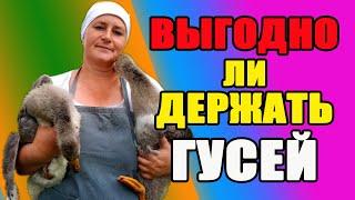 Выгодно ли держать гусей. Какие породы я держу.