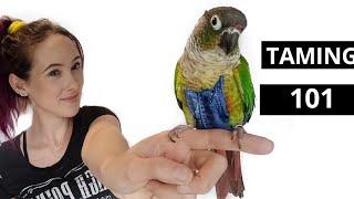 How To Tame and Earn The Trust From A Green Cheek Conure or Other Scared Parrot