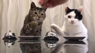 Funny LOL Cats 2017