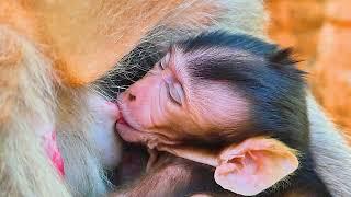 Very Nice Video Of Breastfeeding... Newborn Baby Monkey Getting Sweet Milk From Old Mother Berry.