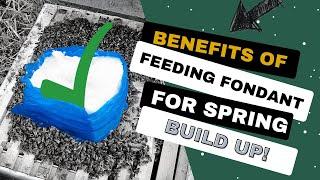 Benefits of Feeding Fondant For Spring Build Up