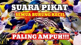 Suara Pikat Semua Burung Kecil Paling Ampuh | Suara Pikat Burung Mp3 Ampuh 