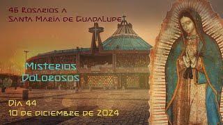 46 Rosarios a la Virgen de Guadalupe | Día 44 | 10 de diciembre de 2024