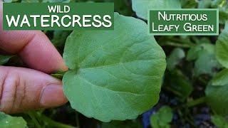 Watercress, A Wild Nutritious Leafy Green