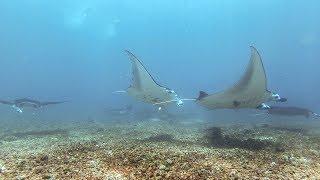 Scubadiving in Komodo 2018