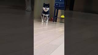 출;해안님 #구독 #강아지 #혜안 #눌러주세용 #열분 #응 #구독부탁합니다