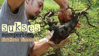 gak tahan melihat lahan nganggur, budidaya bahan bonsai