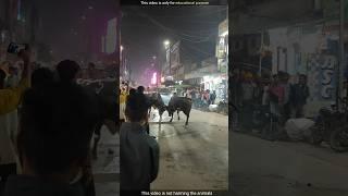 You never seen like this bull fight | #viral #facts #shorts