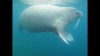 Swimming Walruses