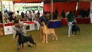 International dog show | Chennai | The Madras canine club | Kennel club of India | 2020