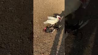 Peleas en el corral entre gallo y pato mudo