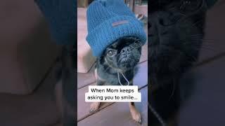 Absolute and total BS! #brusselsgriffon #grumpydog #dog #lifeadvice audio @emarie1083