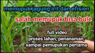 cara memupuk jagung