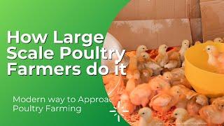 How Large Scale Poultry Farmers do it (Part 1)