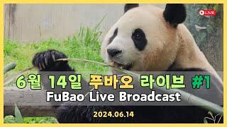 2024년 6월 14일 푸바오 주간 직촬(Only FuBao Live Broadcast) #1