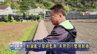 粉黛亂子草經監測 未見自行繁殖散播  南投新聞