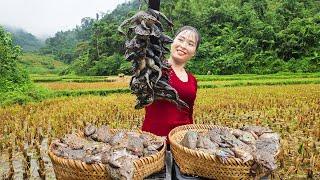 Natural hunting: When islanders catch frogs and crabs from fields,catching fish