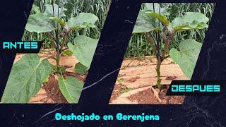 Leafless Eggplant