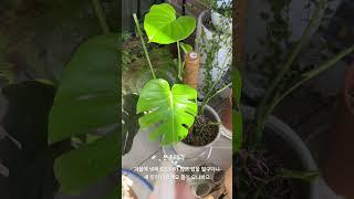 인테리어식물 반려식물 홈가드닝 초록이 식물테리어 플랜테리어 행잉플랜트 꽃 식물 공기정화식물 flower plant 화분 몬스테라키우기