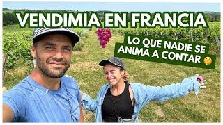 La DURA REALIDAD de TRABAJAR EN VIÑEDOS EN FRANCIA  #francia #viñedos #vendimia