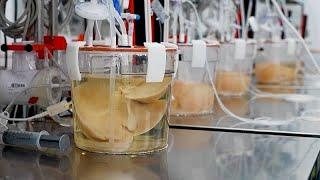 This US lab is bioengineering pig livers to one day transplant them into humans amid organ shortage