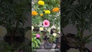 Vinca,azalea,marigold#flowers  #gardening #youtubeshorts