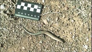 West Canary Skink (Chalcides) running - slow motion (4)