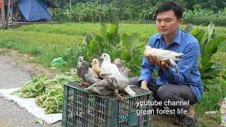 Sell ​​a flock of birds and vegetables. Robert | Green forest life