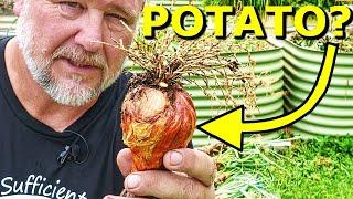 What Are POTATO ONIONS? And, Why You SHOULD Grow Them!