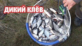 СТОЛЬКО РЫБ Я ЕЩЕ НЕ ВИДЕЛ ЭТО ПРОСТО ЖЕСТЬ КРУПНАЯ ПЛОТВА НА ФИДЕР ЗИМОЙ В ПОЛЬШЕ