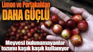 Limon ve portakaldan daha güçlü! Meyvesi bulunamayanlar tozunu kaşık kaşık kullanıyor