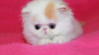 Persian Kittens Are Too Cute - Cute Persian Kitten Videos || NEW