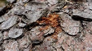 Borkenkäfer-Fahndung | Fernerkundung von befallenen Bäumen mit Drohne