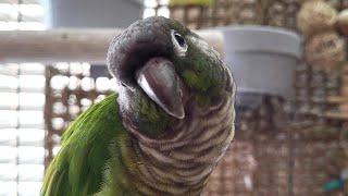 conure happy parakeet sounds