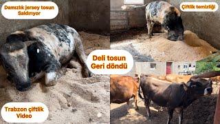 DELİ TOSUN GERİ DÖNDÜ / TRABZON’A GELDİM / İNEKLER NE DURUMDA / ÇİFTLİK TEMİZLİĞİ