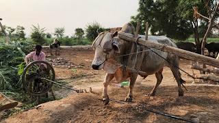 Gear Toka Machine for Cattle Farm Fodder Cutting