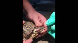 Ear abscess surgery  on a box turtle