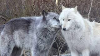 Wolves say, "Hello! I love You! You too! You as well!"