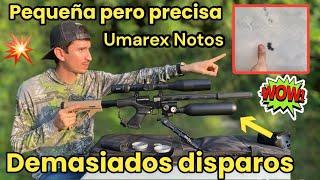 UNA PEQUEÑA BESTIA ‼️Umarex Notos 5.5 con aire infinito  Conócela