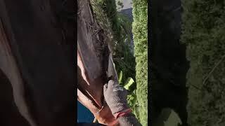 Perfect palm tree trimming. Using knife to clean queen palms #satisfying