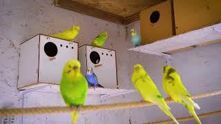 1 Hour of Budgies in the morning enjoying Summer