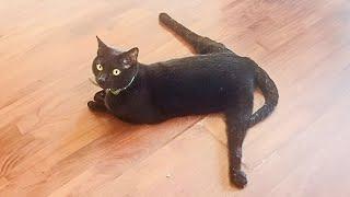 Who says black cats aren't cute  FUNNIEST Cat Videos 2023